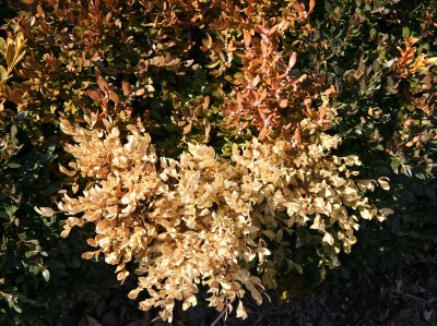 Boxwood Foliage