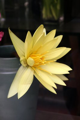 Yellow Water Lily - VSF Flowers Window