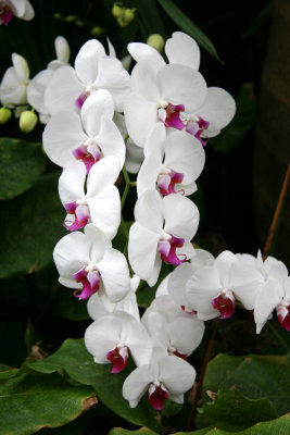 Orchid Shows - New York Botanical Garden