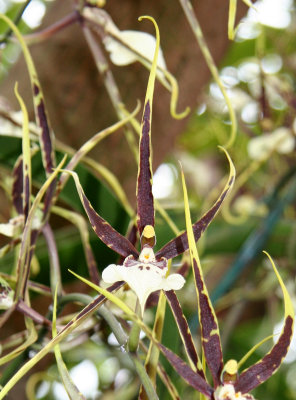 Orchid Show