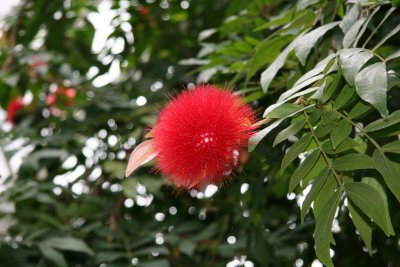 Caliandra - New York Botanical Gardens