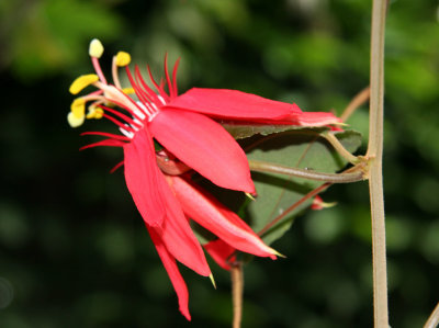 Passion Flower - New York Botanical Gardens