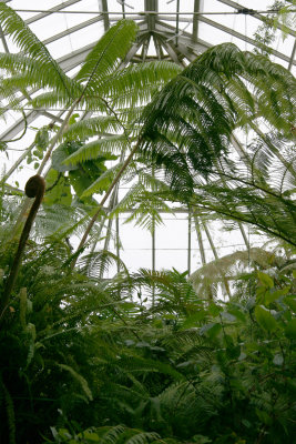Ferns & Mosses - New York Botanical Gardens