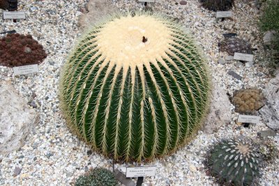 Golden Barrel Cactus or Echinocactus grusonii