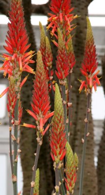 Kniphofia - Torch or Red Hot Poker Flower