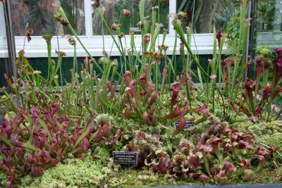 Carnivorous Plants - New York Botanical Gardens