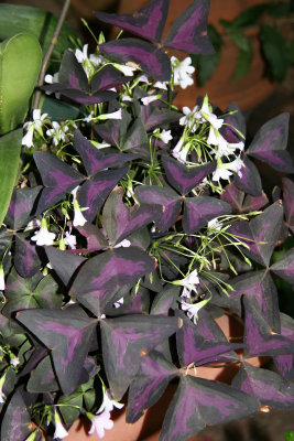 Oxalis - New York Botanical Gardens