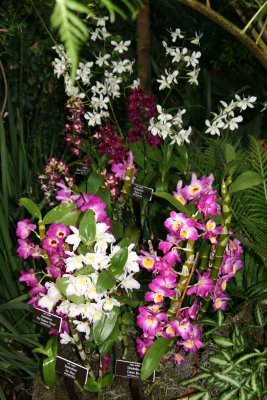 Orchid Show