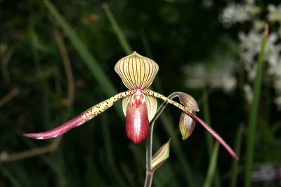 Orchid Show