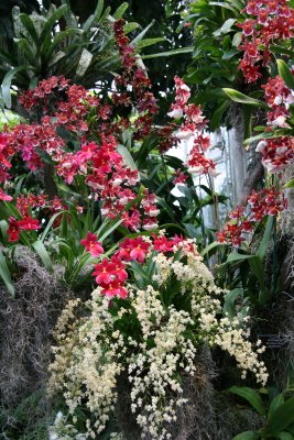 Orchid Show