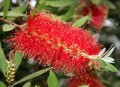 Bottle Brush Tree Flower