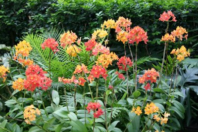 Pacific Torch Flower - New York Botanical Gardens