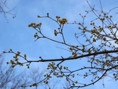 Dogwood Blossom Buds