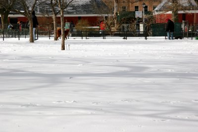 Snow Field with Tree Shadows