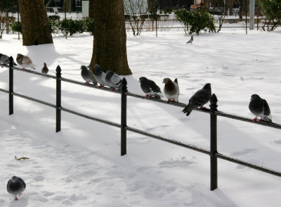 Pigeons in the Snow