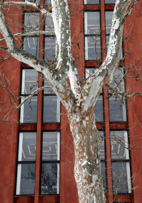 NYU Library & Sycamore Tree