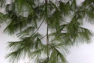 Long Needle Pine Branch with Snow Background