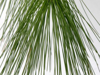 Pine Needles with Snow Background