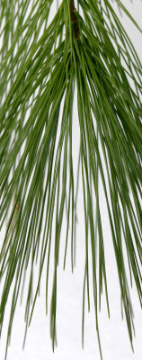 Pine Needles with Snow Background