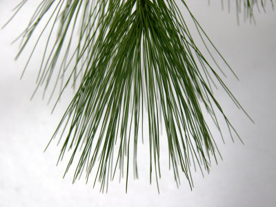 Pine Needles with Snow Background