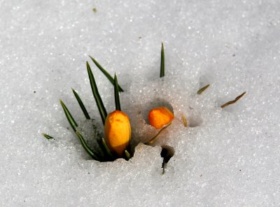 Crocus Flower Buds Emerging from the Snow