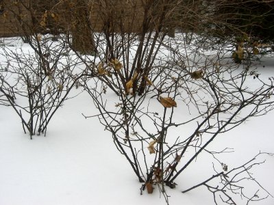 Rose Bushes in the Snow - Golden Swan Garden