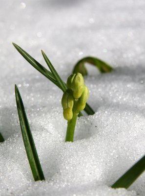 Hyacinth Bud in the Snow