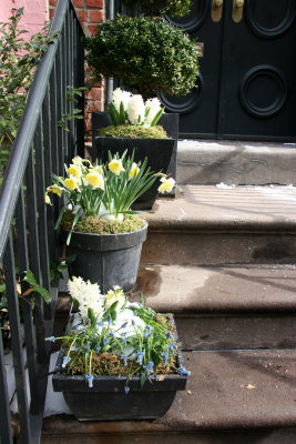 Stoop Flowers