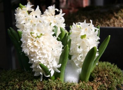 White Hyacinths