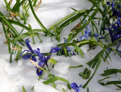 Reticulated Iris in the Snow