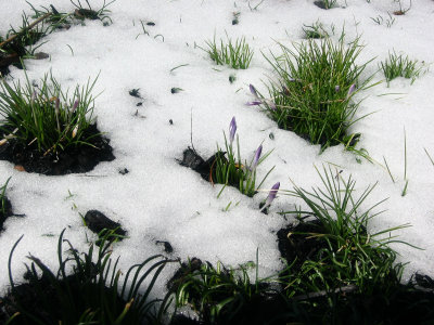 Crocus Flower Buds in the Snow