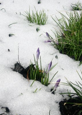 Crocus Flower Buds in the Snow