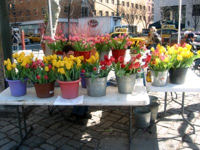 Tulips for Sale at Richard Tucker Square near the Metropolitan Opera House