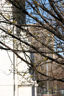 Cornus Dogwood Tree Blossoms