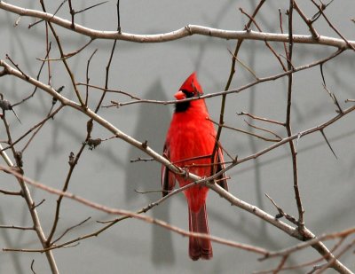 Cardinal in a Hawthorne Tree