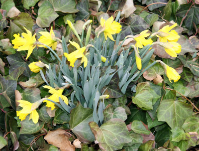 Daffodils & Ivy