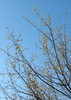 Cornus Dogwood Blossom Buds