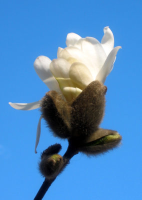 Magnolia Bud Unfolding