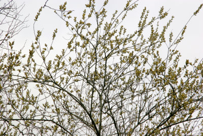 Pussy Willow Tree