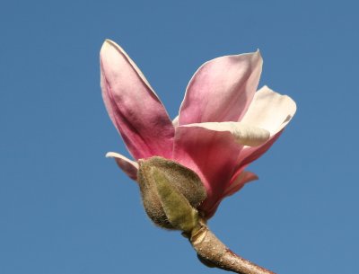 Tulip Tree Budding Blossom