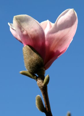 Tulip Tree Budding Blossom