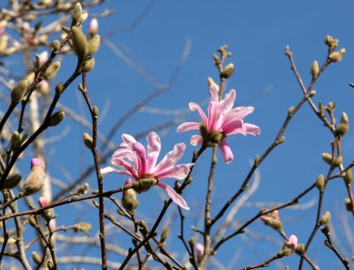 Magnolia Budding Blossoms
