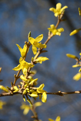 Forsythia Blossoms