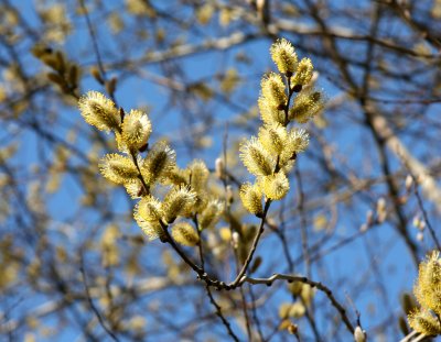 Pussy Willow Tree Buds