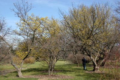 Cornus Cherry Dogwood Trees