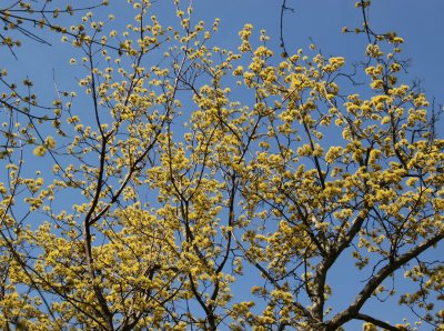 Cornus Cherry Dogwood Tree Blossoms
