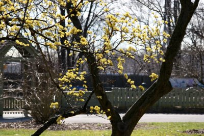 Cornus Cherry Dogwood Trees