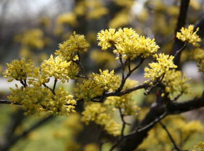 Cornus Cherry Dogwood Tree Blossoms