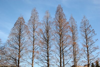 Redwood or Dawn RedwoodTrees