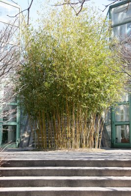Conservatory Entrance - Bamboo Stand